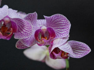 Shama 009